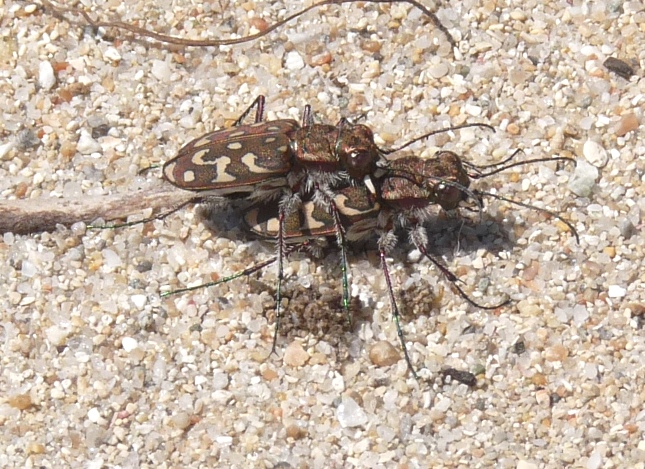 Lophyra flexuosa sardea e Calomera littoralis